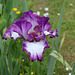 Iris 'Mariposa Autumn '-002