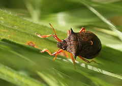 Spiked Shieldbug