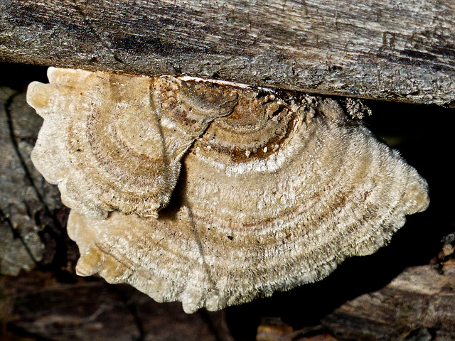 Decorating a fallen log