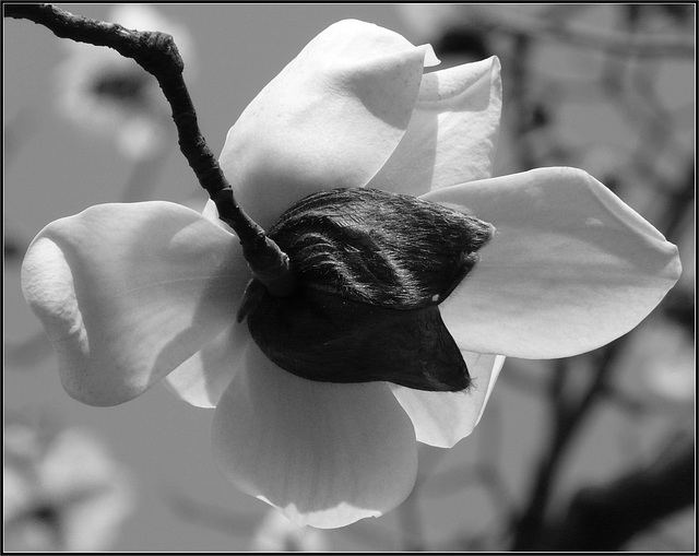 Magnolia Blossom B&W