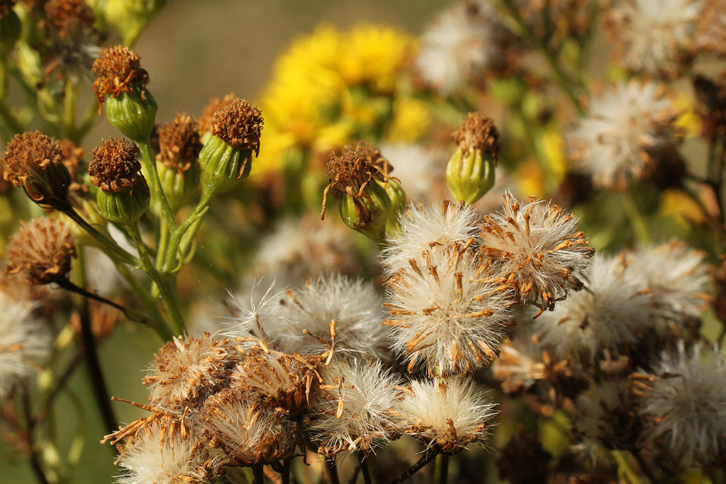 Fly and Be Free Persecuted Ragworts