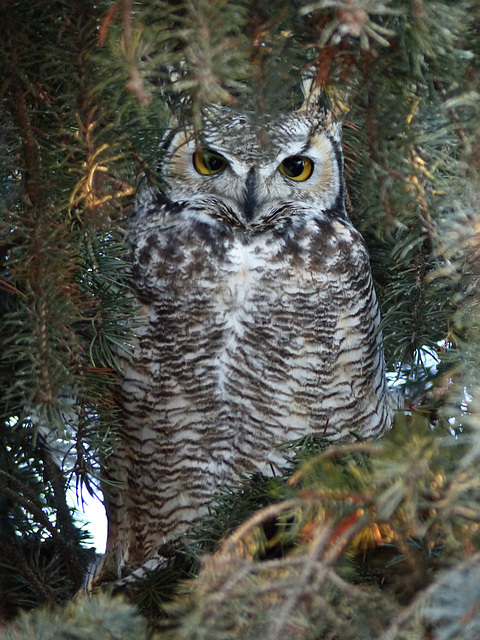 Wide awake Great Horned Owl
