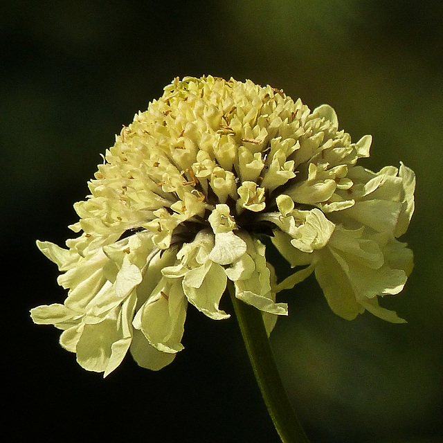 Scabious