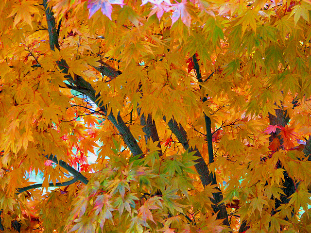 Japanese Maple Kogane Nishiki