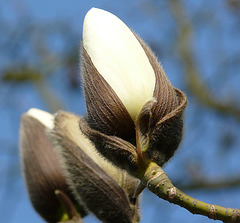 Magnolia Buds