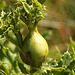 Thistle Gall