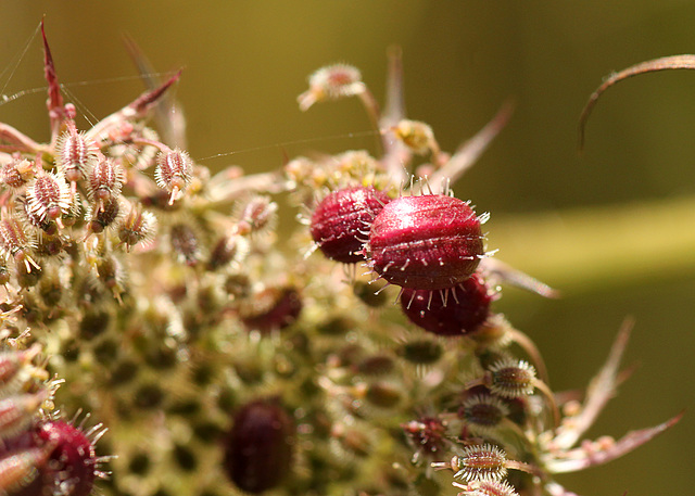 Wild Carrot Gall