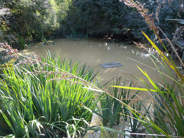mucky pond