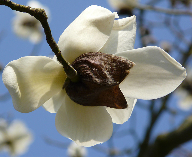 Magnolia Blossom