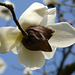 Magnolia Blossom