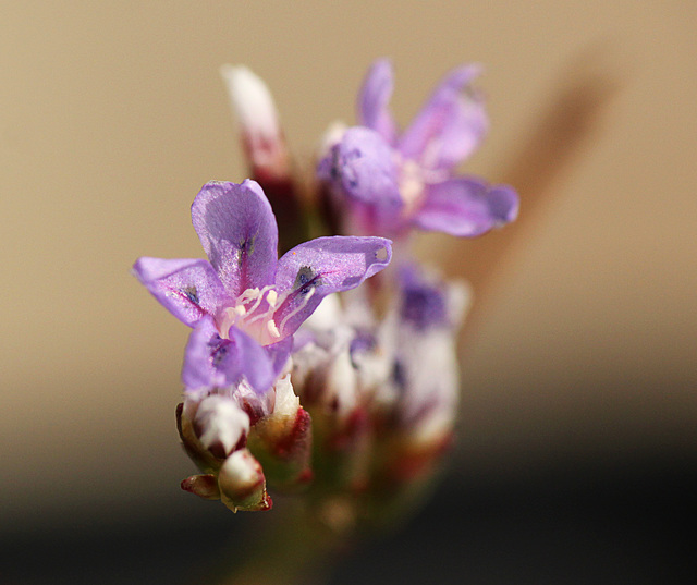 Patio Life: Sea Lavendar