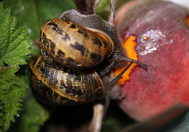 Patio Life: Happy Snails