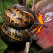Patio Life: Happy Snails