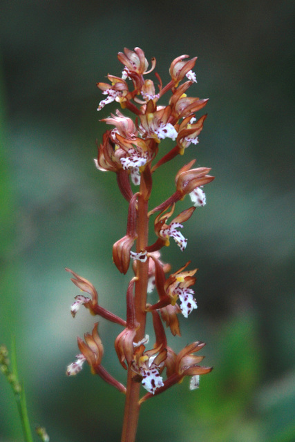 Western Spotted Coralroot