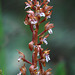 Western Spotted Coralroot