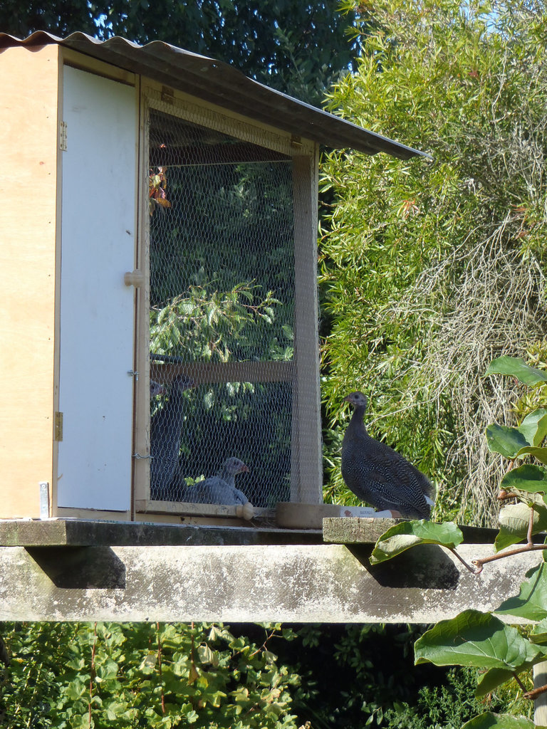 guinea training roost