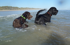 Waratah Bay in the heatwave