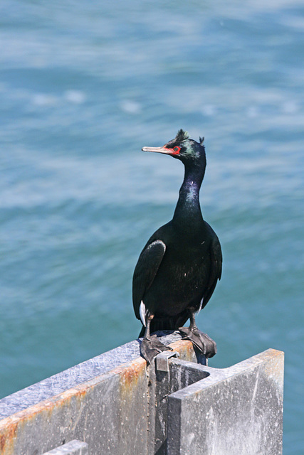 Pelagic Cormorant