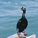 Pelagic Cormorant