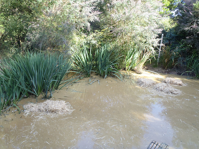 mucky pond with barley straw