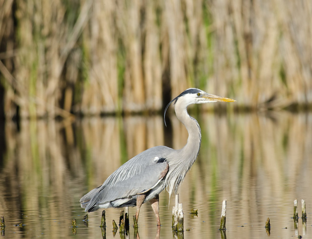 Great Blue Heron