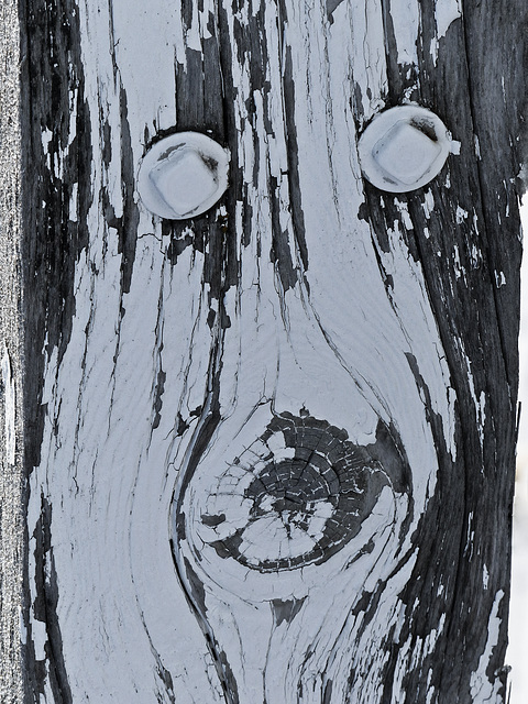 Face in the fence