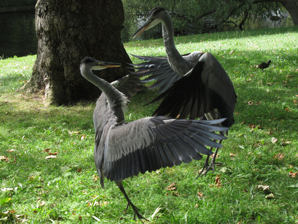 Heron fight