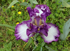 Iris 'Mariposa Autumn '-003