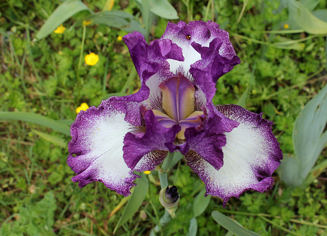 Iris 'Mariposa Autumn '-003