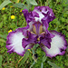 Iris 'Mariposa Autumn '-003