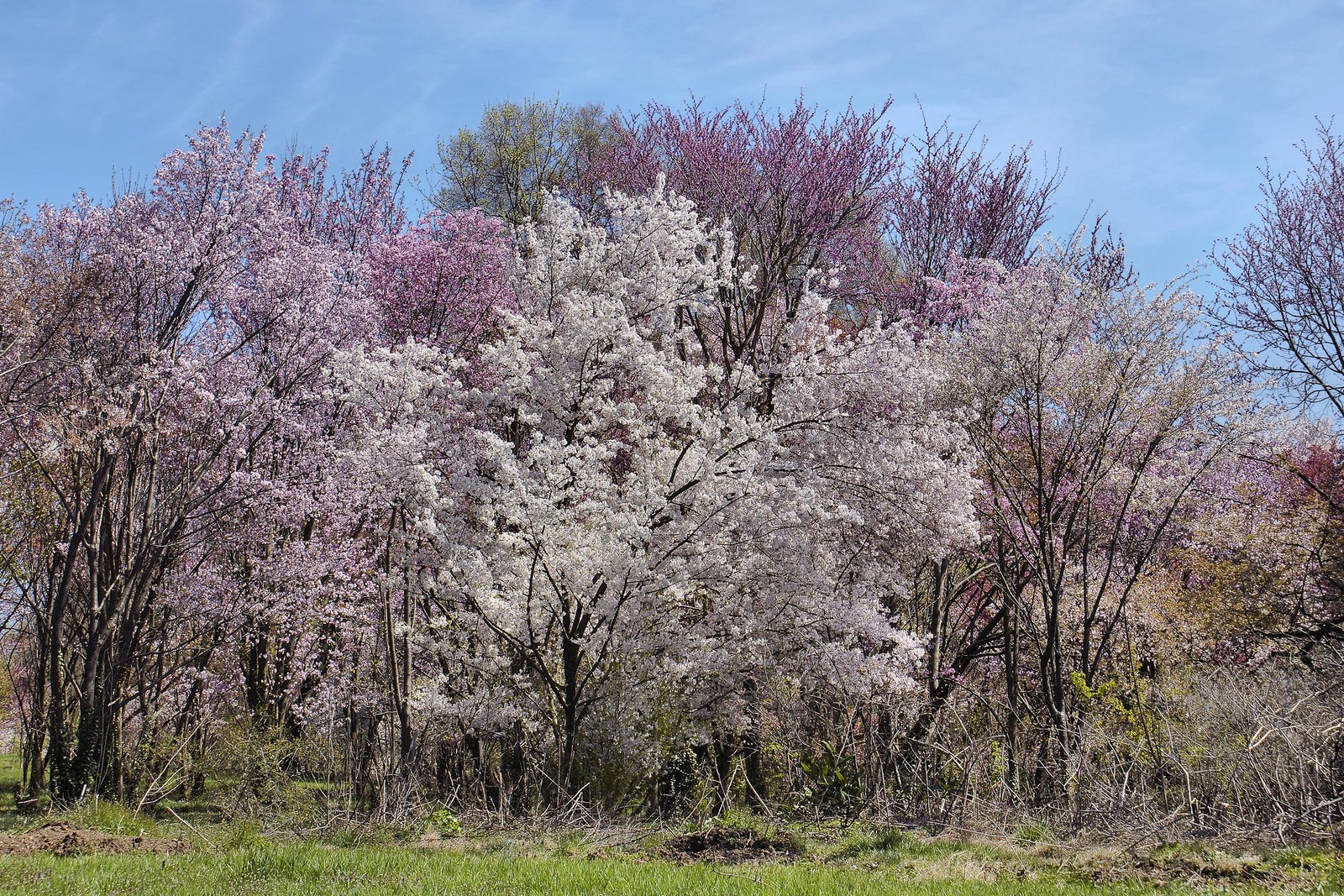 " ... Only God can make a tree" – The National Arboretum in Spring, Washington D.C.