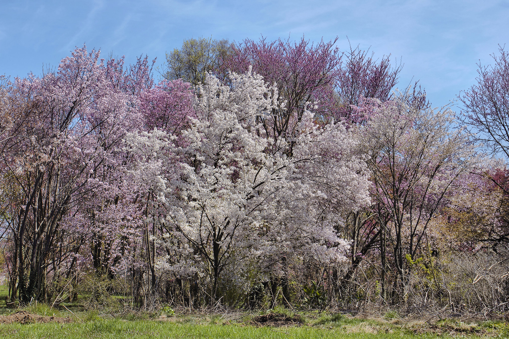 " ... Only God can make a tree" – The National Arboretum in Spring, Washington D.C.