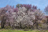 " ... Only God can make a tree" – The National Arboretum in Spring, Washington D.C.