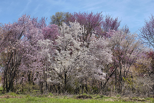 " ... Only God can make a tree" – The National Arboretum in Spring, Washington D.C.