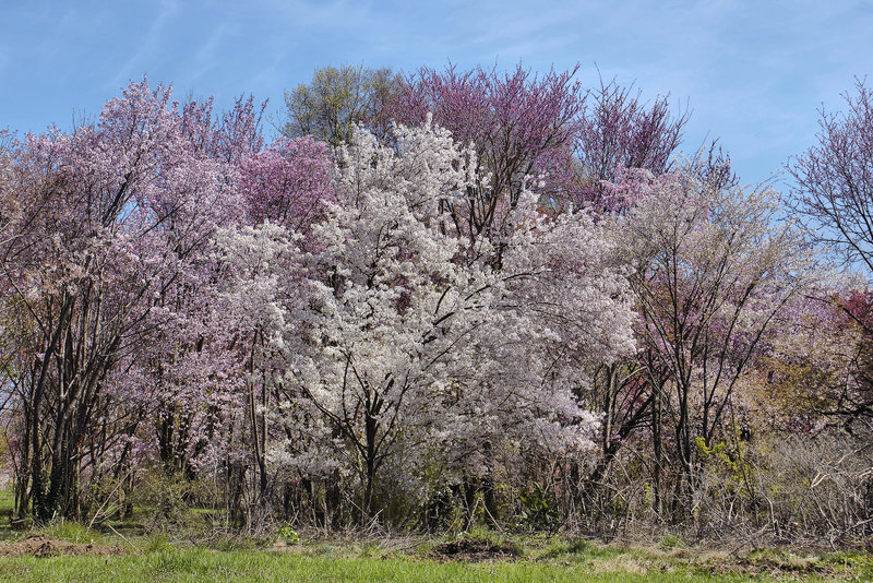 " ... Only God can make a tree" – The National Arboretum in Spring, Washington D.C.