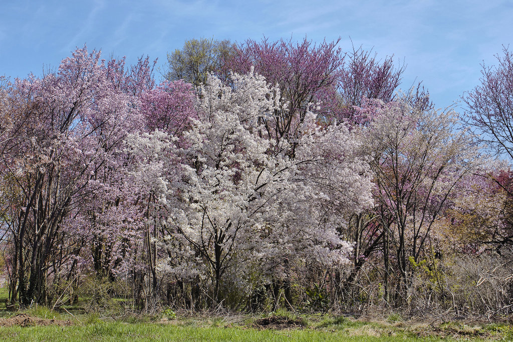 " ... Only God can make a tree" – The National Arboretum in Spring, Washington D.C.