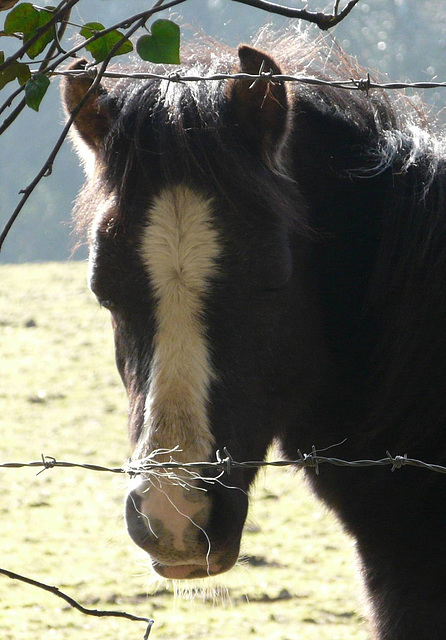 Bad Foal Portrait