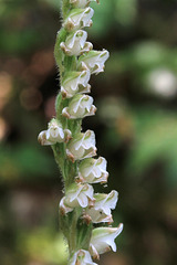 Giant Rattlesnake Orchis