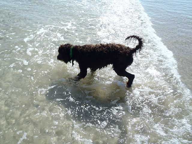 Waratah Bay - after party beach trip