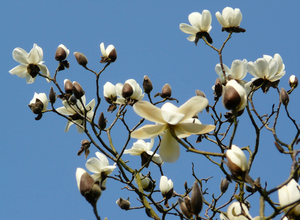 Magnolia Tree Alexandra Park