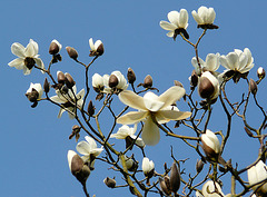 Magnolia Tree Alexandra Park