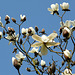 Magnolia Tree Alexandra Park