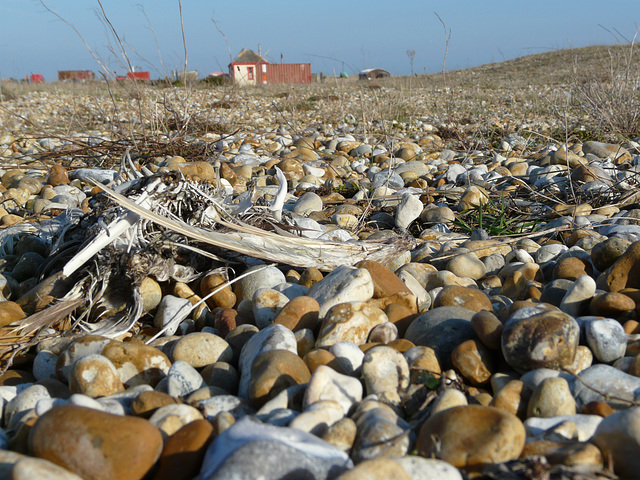 Dungeness Trip 3