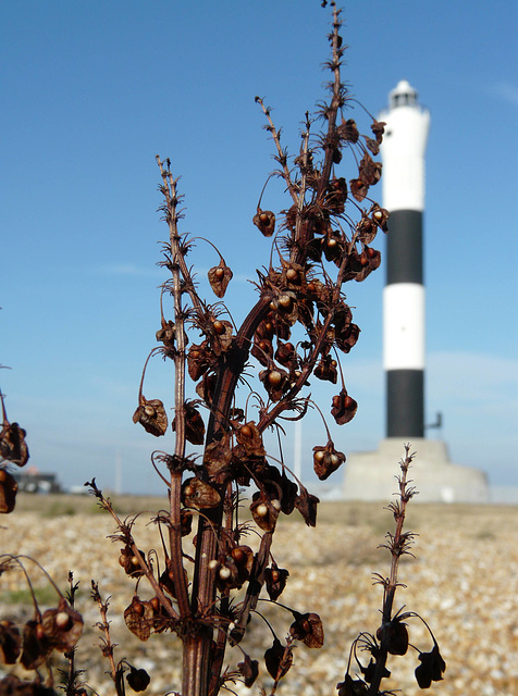 Dungeness Trip 2