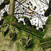 brompton cemetery, earls court,  london,wooley mausoleum of 1899; real pigeons amidst the stone doves