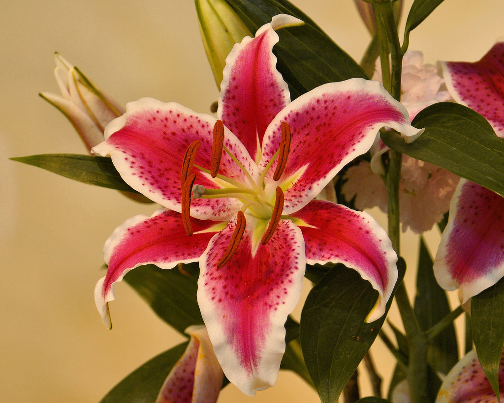 Stargazer Lily – Ikebana Exhibition, National Arboretum, Washington D.C.