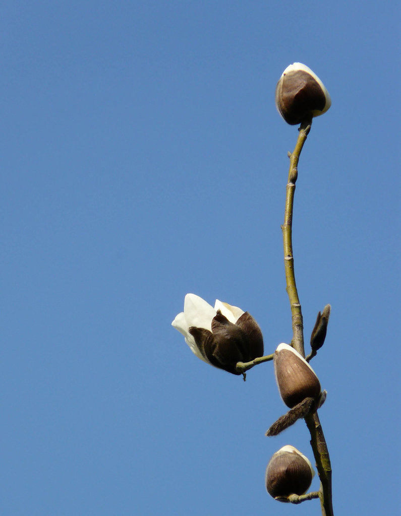 Magnolia Buds on Stem