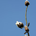 Magnolia Buds on Stem