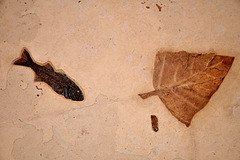 fossil fish and leaf