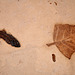 fossil fish and leaf
